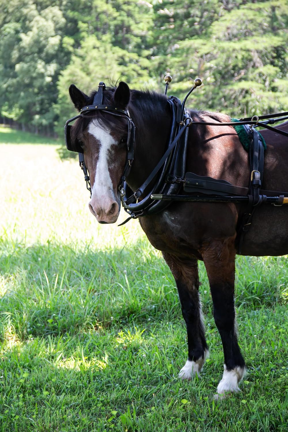 40 lbs Certified Organic Horse Feed P804