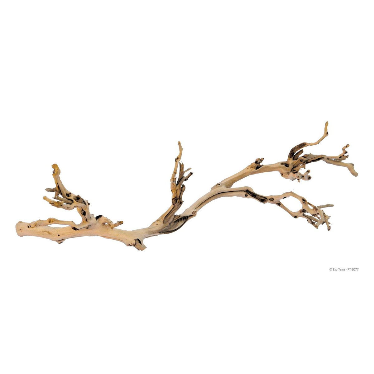 Forest Branch A3266