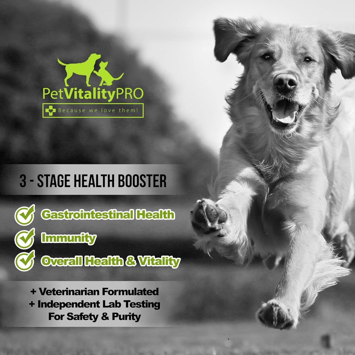 Probiotics for Dogs with Natural Digestive Enzymes, 4 Bill CFUs/2 Soft Chews, 60 Count S52380
