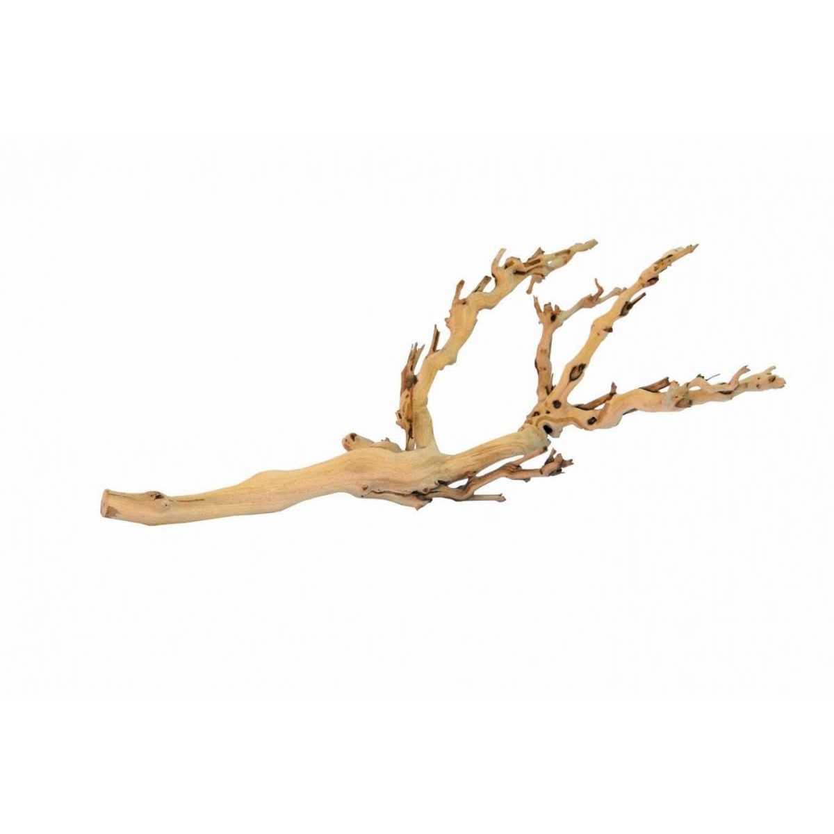 Forest Branch A3266