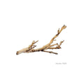 Forest Branch A3266