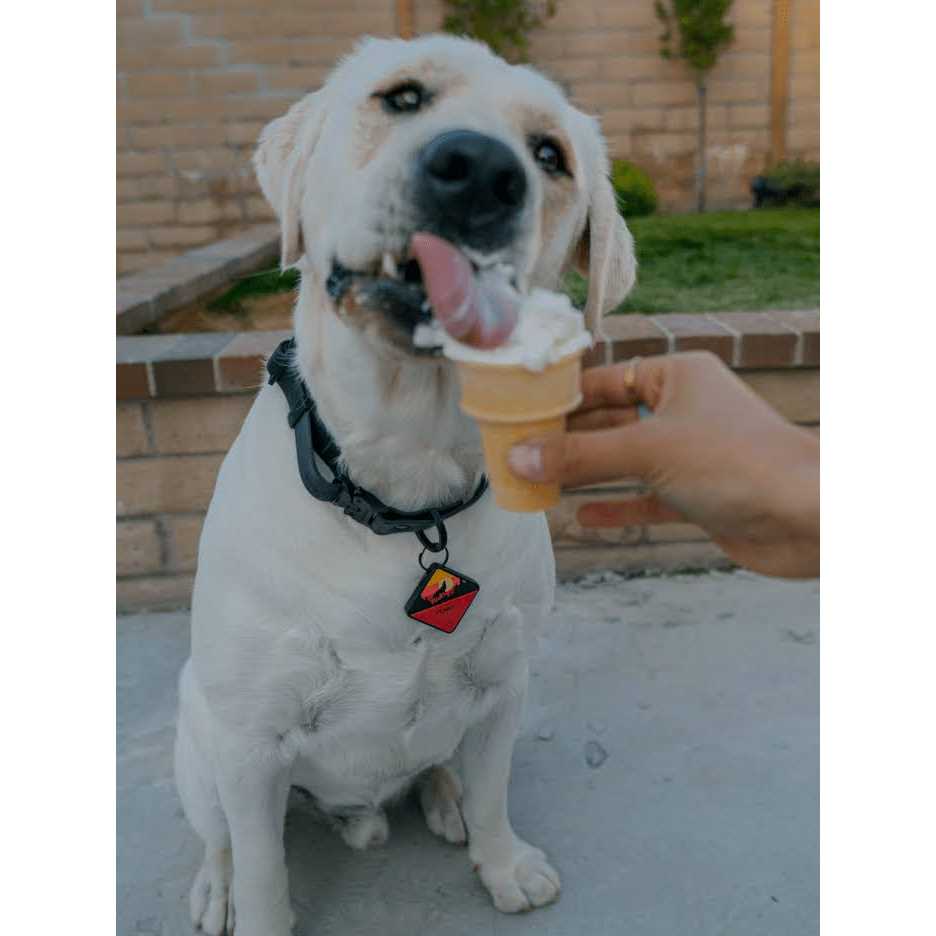 Silicone Dog ID Tag S825685