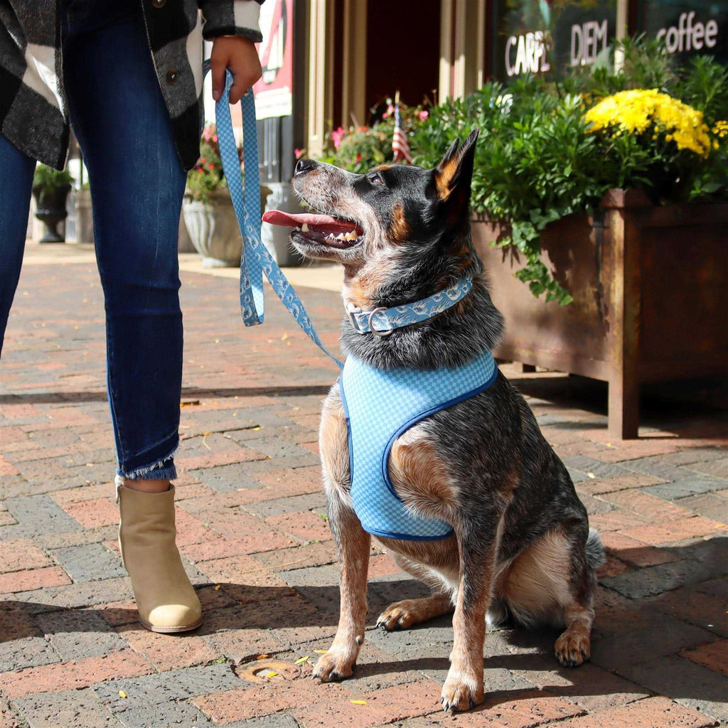 Adjustable Dog Collar G68682