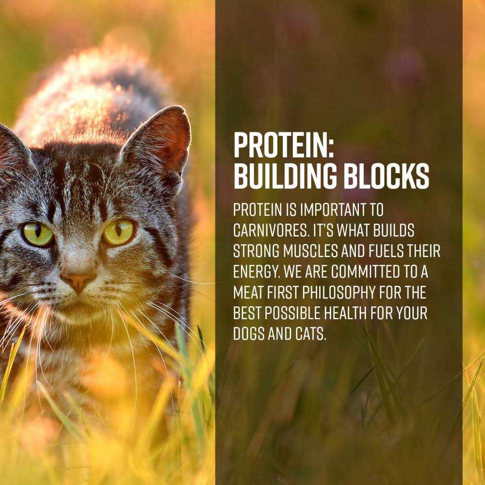 Cat Dry Food I9364