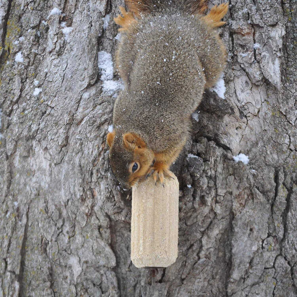Squirrelog L40462